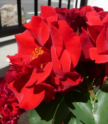 NOTRE PÈRE rosier création Paul Croix
