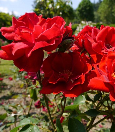 Rose rouge vif NOTRE PÈRE