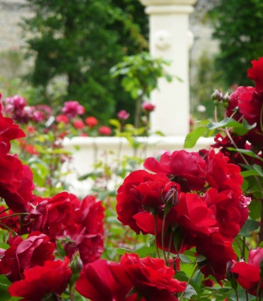 Rosier polyantha NOTRE PÈRE rouge