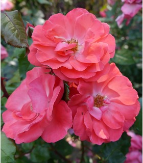 Rosier RIBAMBELLE création Paul Croix 1972