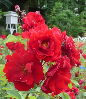Rosier rouge SOIR D'ÉTÉ
