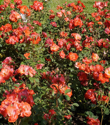 Rosier PROVINCE D'ANJOU