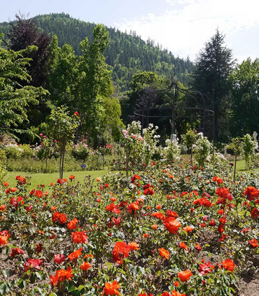 PROVINCE D'ANJOU rosier créé par Paul croix