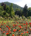 PROVINCE D'ANJOU rosier créé par Paul croix