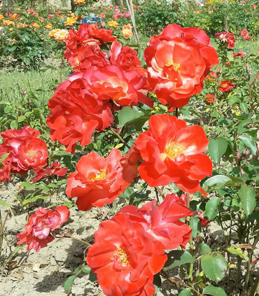 Rosier rouge lumineux PROVINCE D'ANJOU