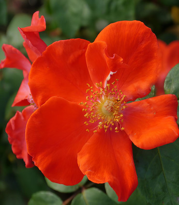 Rosier rouge REFLETS création Paul Croix 1964