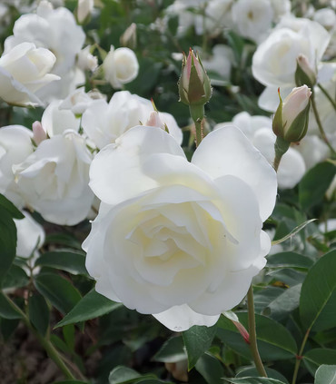 Rose blanche Fée des Neiges