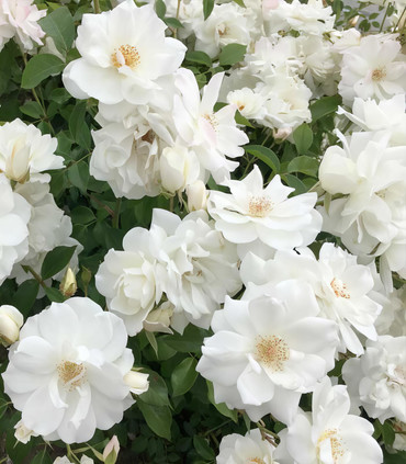 Rosier blanc Fée des Neiges