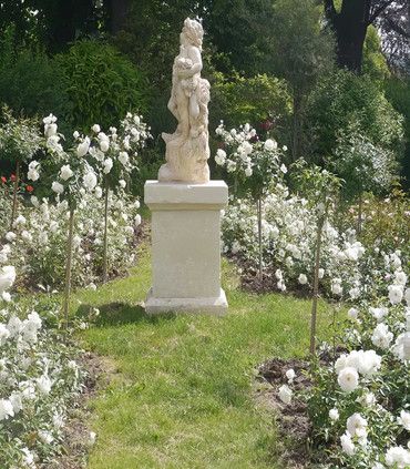 Rosier polyantha blanc Fée des Neiges