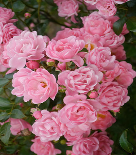 Rosier rose clair The Fairy Rose