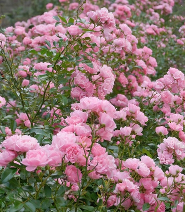 Rose clair The Fairy Rose