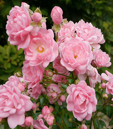 Rosier The Fairy Rose parfum subtil