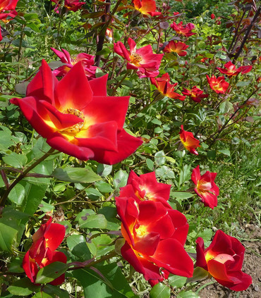 Roses rouge vermillon Ville d'Annonay création Jacques Ranchon