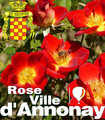 Rosier polyantha rouge vermillon Ville d'Annonay