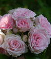 Rosier buisson rose tendre vigoureux Sakurako Nagira