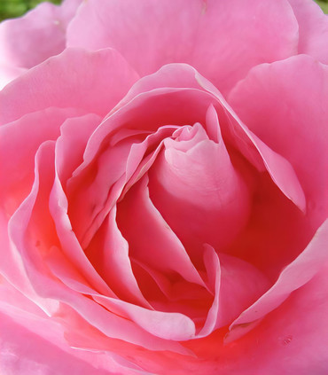 Rosier buisson rose AGE TENDRE