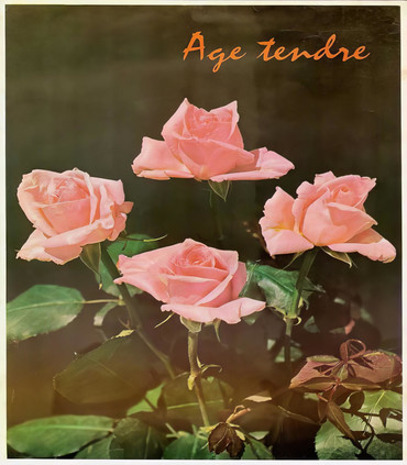 Rosier buisson rose AGE TENDRE création Paul Croix