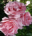 Rosier grande fleur rose nacré Almandet