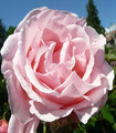 Rosier buisson rose nacré Almandet