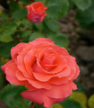 Rose buisson rouge orangé Annirose Paul Croix 1973