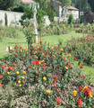 Rose buisson grande fleur Aquarelle rouge orange création Paul Croix