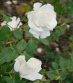 Rosier buisson blanc pur Argental