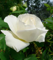 Rose blanc pur Argental