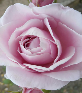 Rosier rose foncé Clairette