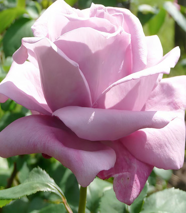 Rosier Clairette création Paul Croix 1974