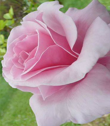 Rose Clairette couleur rose foncé