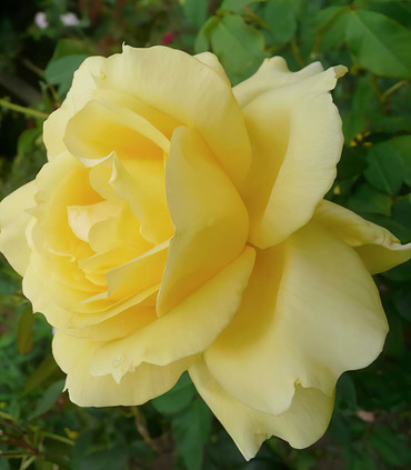 Rose jaune pur Croix d'Or