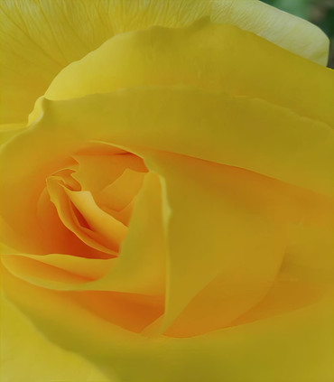 Rosier buisson grandes fleurs Croix d'Or