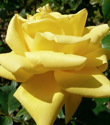 Croix d'Or rosier création Paul Croix