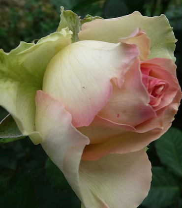 Rose blanc crème Croix Verte