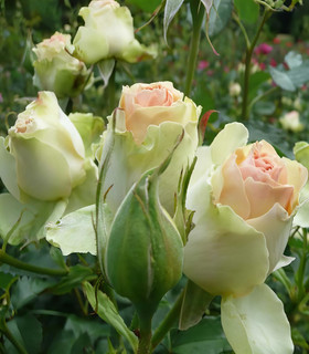 Rosier buisson blanc crème Croix Verte