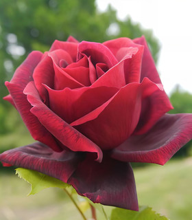 Rosier buisson rouge velours Destin