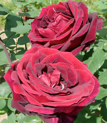 Roses rouge velours 'Destin'