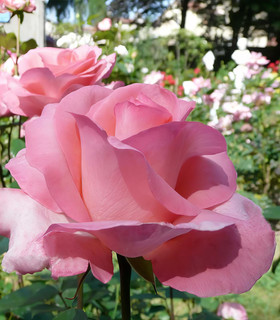 Rosier buisson 'Diane de Poitiers' couleur rose clair