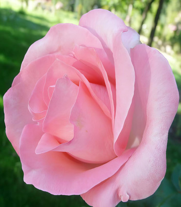 Rose grande fleur 'Diane de Poitiers'