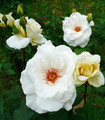 Rose blanche 'Dionysia'