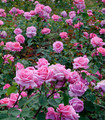 Rosier buisson grandes fleurs 'Estelle' rose saumoné