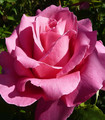 Rose 'Estelle' couleur rose saumoné