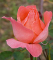 Rose 'Florence' couleur saumon