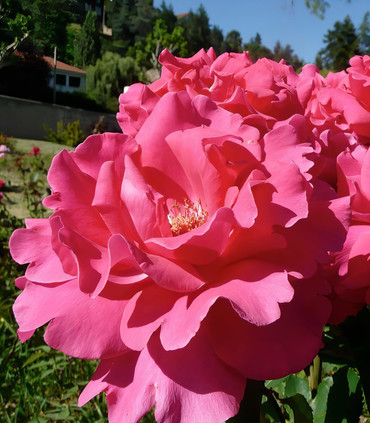 Rosier buisson grandes fleurs 'Fragola'