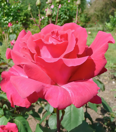 Rose 'Fragola' couleur rose tyrien