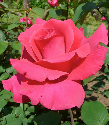 Rosier 'Fragola' création Paul Croix 1980
