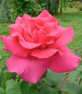 Rosier buisson rose tyrien 'Fragola'