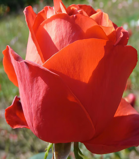 Rosier buisson rouge orangé 'Geltendorf'