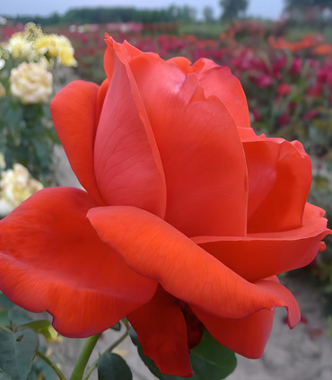 Rosier buisson grandes fleurs 'Geltendorf'