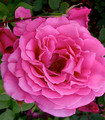 Rosier buisson grandes fleurs rose tyrien 'Georges Cassagne'